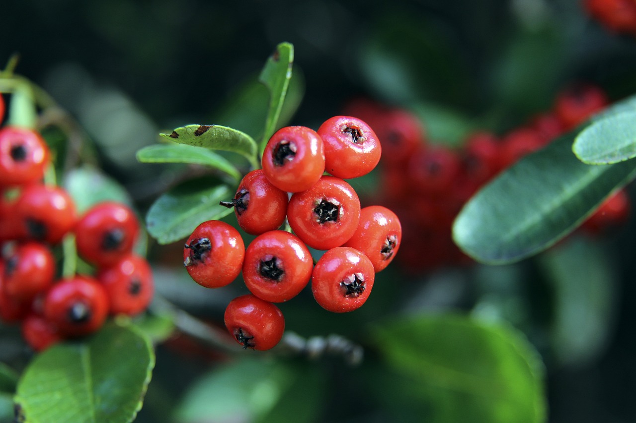 市場策略及 市場策略及